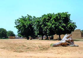 Ghata: Mein Baum im Senegal